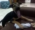 Ivi