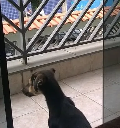 Cachorro ra a SRD idade 2 a 6 meses nome Ivi
