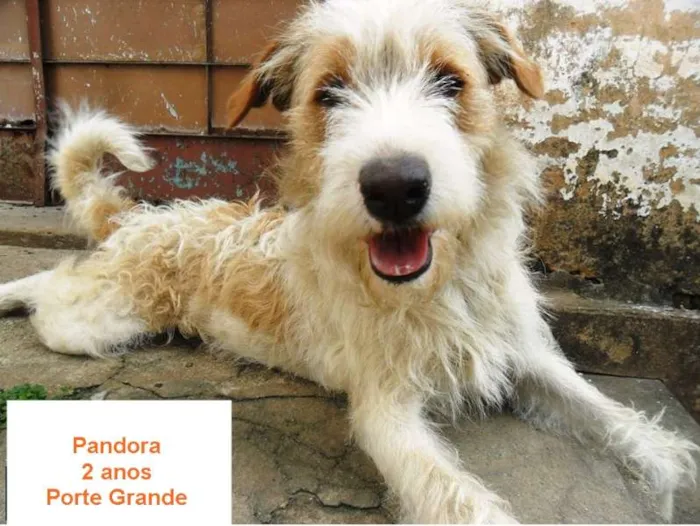 Cachorro ra a SRD idade 2 anos nome Pandora