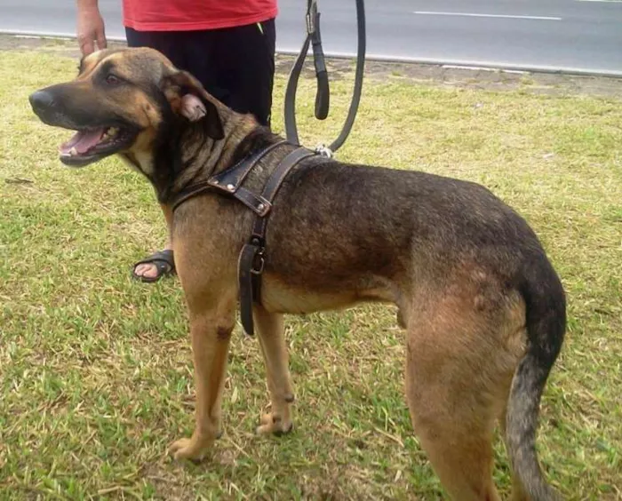 Cachorro ra a SRD idade 2 anos nome Heroi