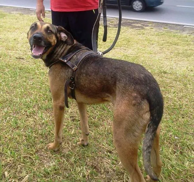 Cachorro ra a SRD idade 2 anos nome Heroi