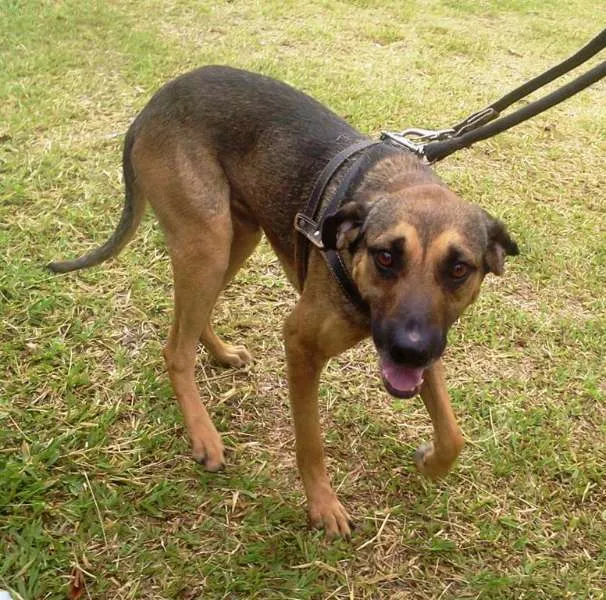 Cachorro ra a SRD idade 2 anos nome Heroi