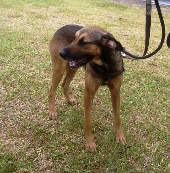 Cachorro ra a SRD idade 2 anos nome Heroi