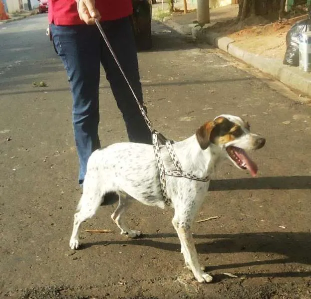Cachorro ra a SRD idade  nome Argos e Bob