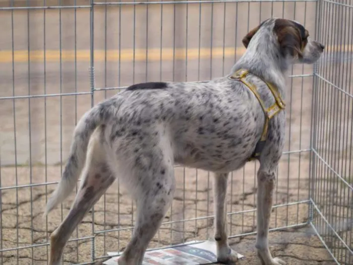 Cachorro ra a SRD idade  nome Argos e Bob