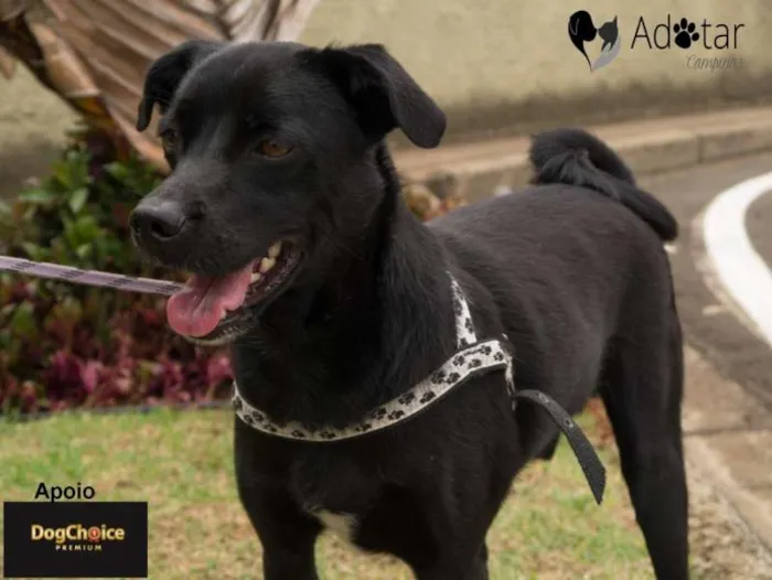 Cachorro ra a SRD idade  nome Argos e Bob