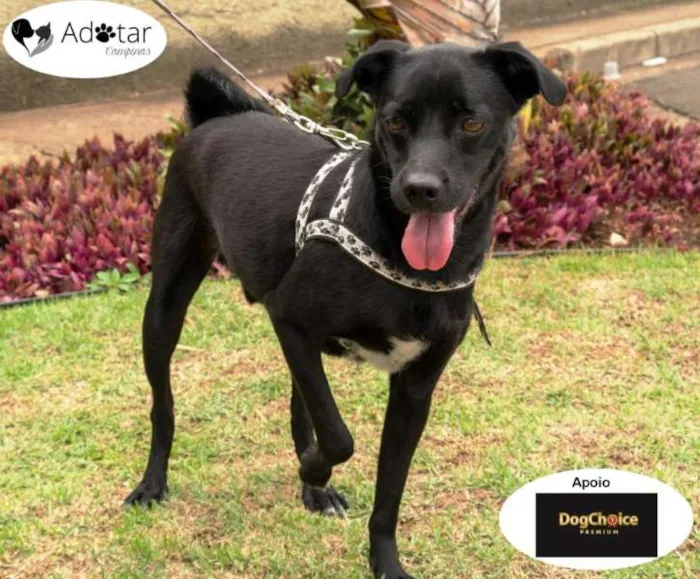 Cachorro ra a SRD idade  nome Argos e Bob