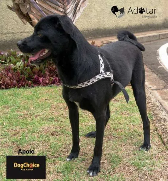 Cachorro ra a SRD idade  nome Argos e Bob