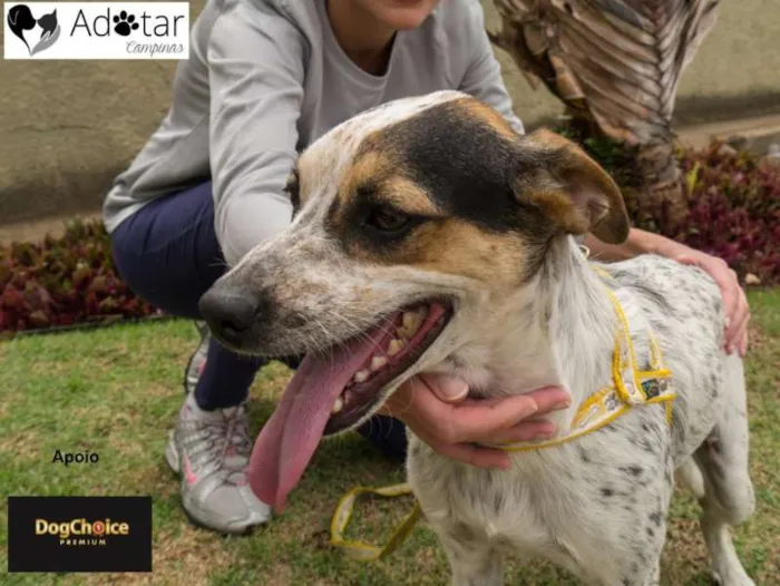 Cachorro ra a SRD idade  nome Argos e Bob