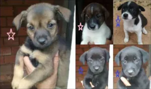 Cachorro raça SRD idade Abaixo de 2 meses nome São vários bebês