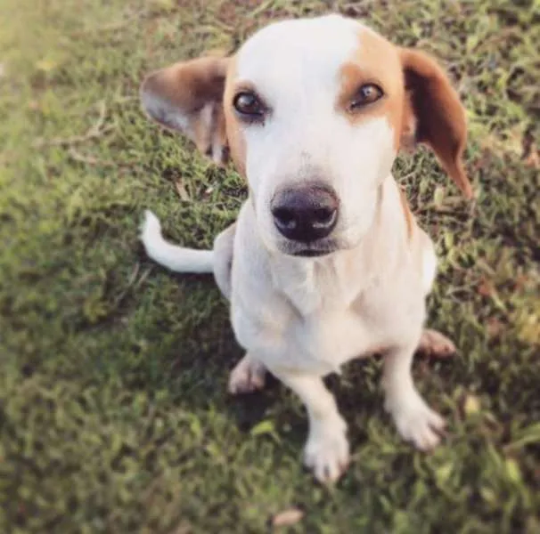 Cachorro ra a Vira lata idade 2 anos nome Princesa