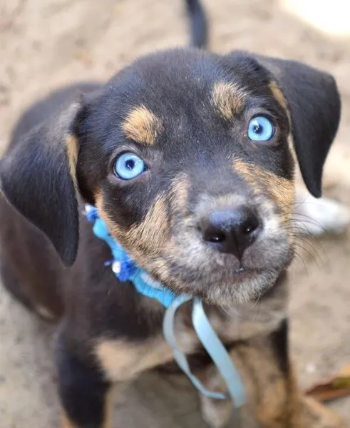 Cachorro ra a Viralatinha linda idade 2 a 6 meses nome ( não tem nome ainda) 