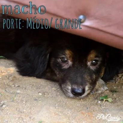 Cachorro raça Viralatinha lindo idade 2 a 6 meses nome ( não tem nome ainda)