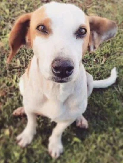Cachorro ra a Vira lata idade 2 anos nome Princesa