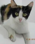 Florzinha