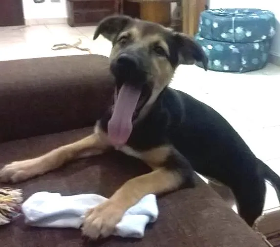Cachorro ra a SRD idade 2 a 6 meses nome Ivi