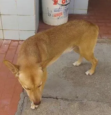 Cachorro ra a Misturado idade 5 anos nome Zé Bob