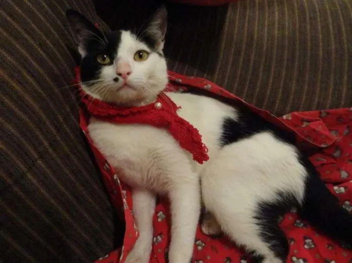 Gato raça SRD idade 1 ano nome drake
