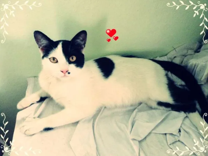 Gato raça SRD idade 1 ano nome drake