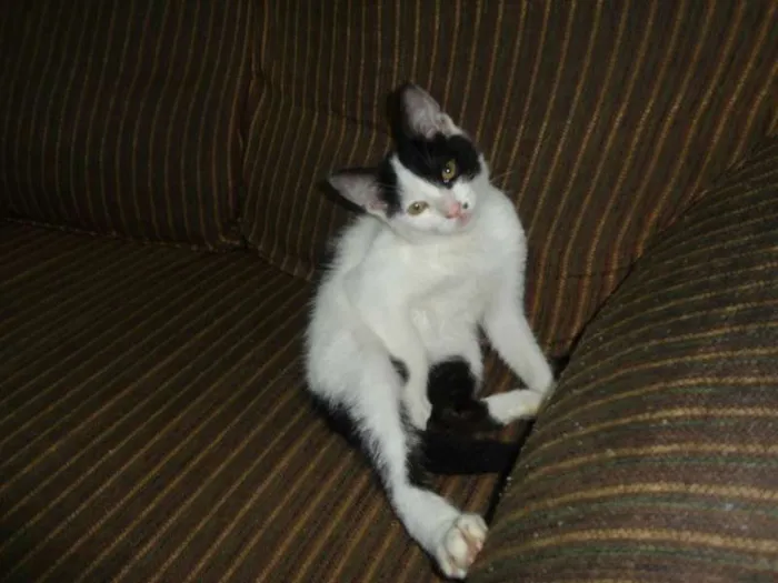 Gato raça SRD idade 1 ano nome drake
