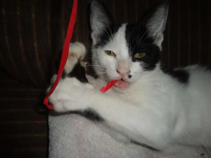 Gato raça SRD idade 1 ano nome drake