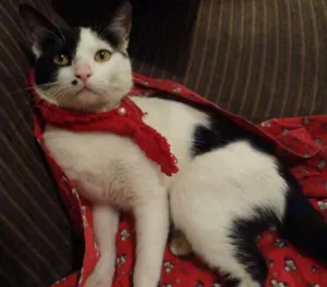 Gato raça SRD idade 1 ano nome drake