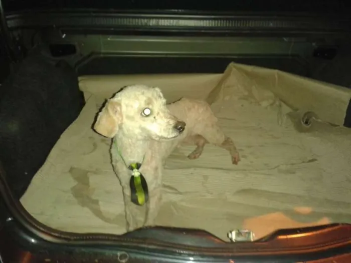 Cachorro ra a vira lata idade 5 anos nome Pereba