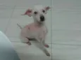 Pereba