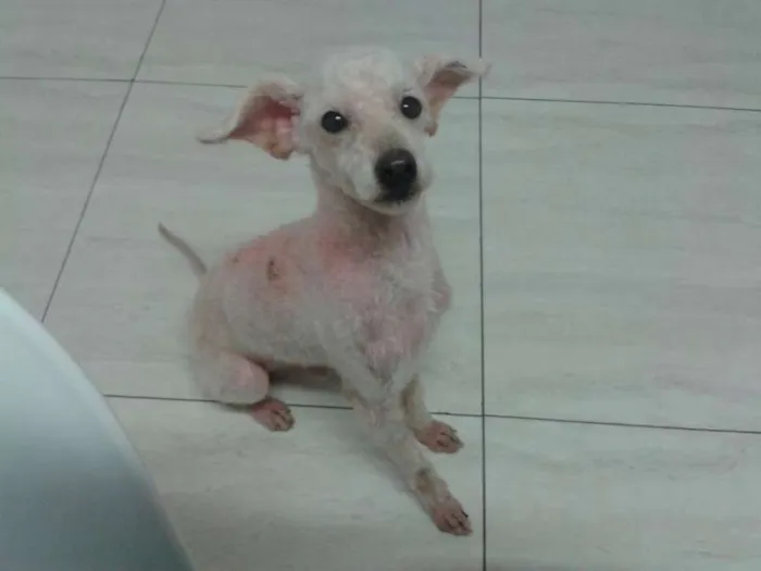 Cachorro ra a vira lata idade 5 anos nome Pereba