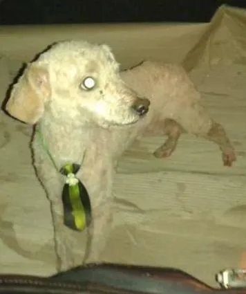 Cachorro ra a vira lata idade 5 anos nome Pereba
