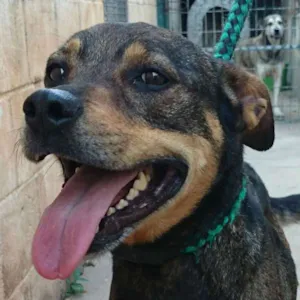 Cachorro raça SRD idade 4 anos nome Sephora
