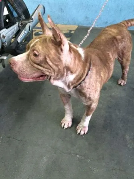 Cachorro ra a Pit-Bull idade 3 anos nome THOR