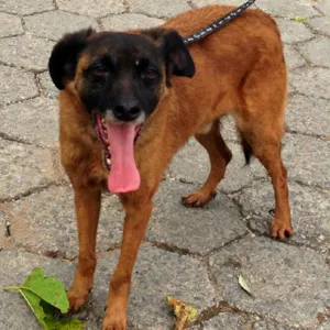 Cachorro raça SRD idade 6 ou mais anos nome Swann