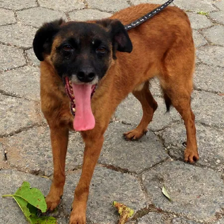 Cachorro ra a SRD idade 6 ou mais anos nome Swann