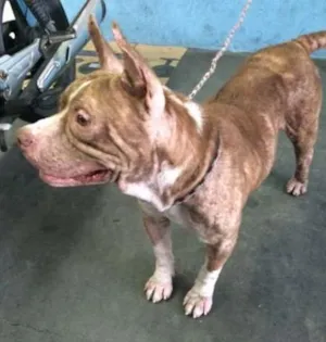 Cachorro raça Pit-Bull idade 3 anos nome THOR