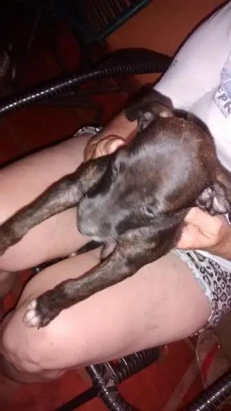 Cachorro ra a vira-lata idade 2 a 6 meses nome ani