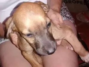 Cachorro raça vira-lata idade 2 a 6 meses nome magali