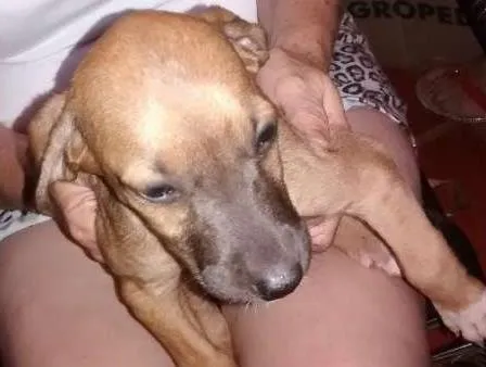 Cachorro ra a vira-lata idade 2 a 6 meses nome magali