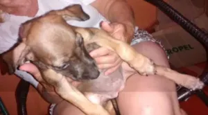 Cachorro raça vira-lata idade 2 a 6 meses nome peppa