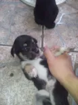 di