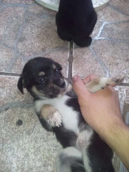 Cachorro ra a filhote idade Abaixo de 2 meses nome di