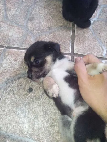 Cachorro ra a filhote idade Abaixo de 2 meses nome di