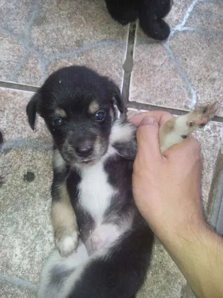 Cachorro ra a filhote idade Abaixo de 2 meses nome di
