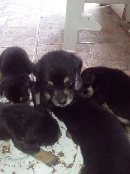 Cachorro ra a filhote idade Abaixo de 2 meses nome di