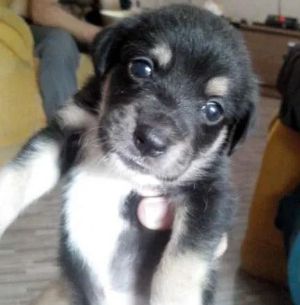 Cachorro ra a filhote idade Abaixo de 2 meses nome di