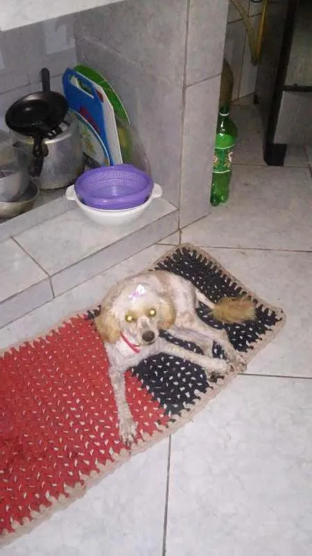 Cachorro ra a poodle  idade  nome belinha