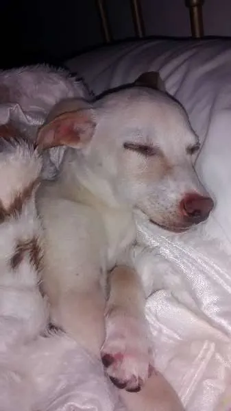 Cachorro ra a SRD idade Abaixo de 2 meses nome Chupinha