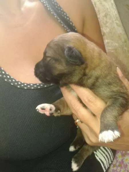 Cachorro ra a vira lata idade Abaixo de 2 meses nome Julie e 5 filhotes
