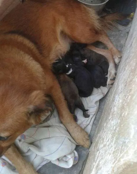 Cachorro ra a vira lata idade Abaixo de 2 meses nome Julie e 5 filhotes