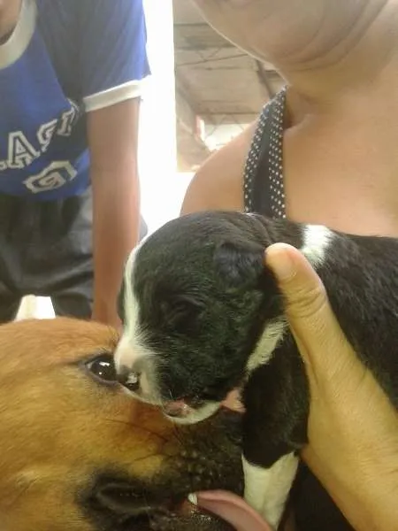 Cachorro ra a vira lata idade Abaixo de 2 meses nome Julie e 5 filhotes